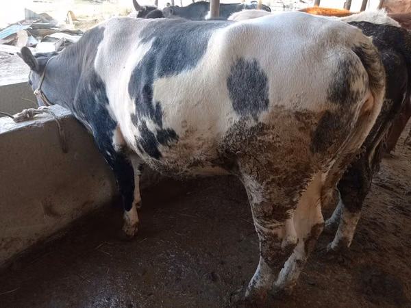 Cow, Simmental cattle — Kazakhstan