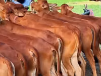 گاو ماده, گاو — عکس 1