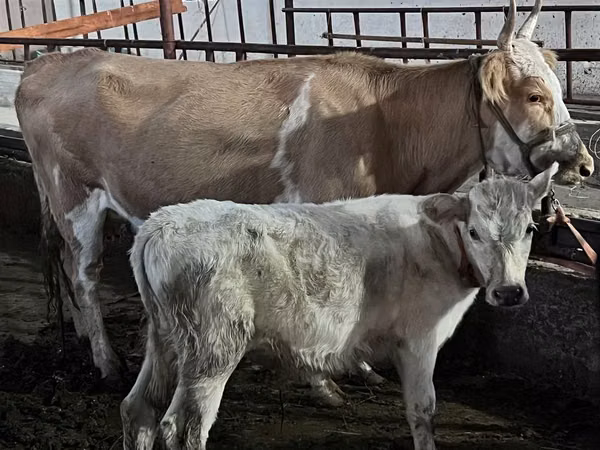 Cow, Latvian Blue cattle — Kazakhstan