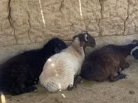 Ram, Sheep — photo 2