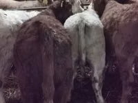 ძროხა, ლიმუზინის ძროხა — ფოტო 3