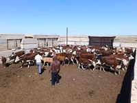 Cow, Latvian Blue cattle — photo 1