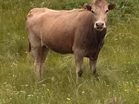 Cow, Simmental cattle — photo 4