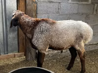 Ram, Sheep — photo 2