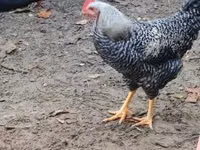 Chickens — عکس 5