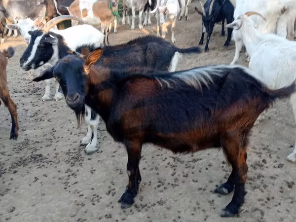 母山羊, Goats
