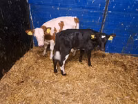 母牛, Cattle — 照片 3