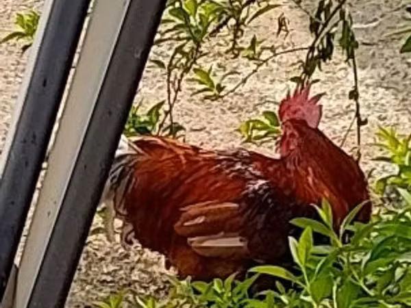 Chickens — হাঙ্গেরি