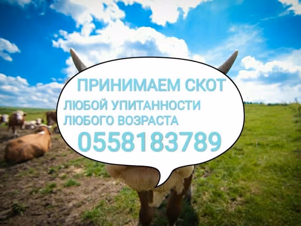 公牛, Cattle