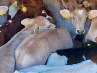 Bou, Simmental cattle — foto 2