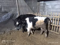 Vacă, Bovine — foto 6