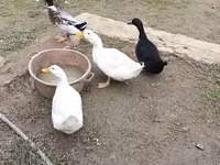 Ducks — photo 2