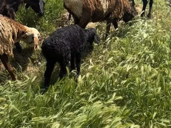 گوسفند (گروه، جنسیت مشخص نشده), گوسفند