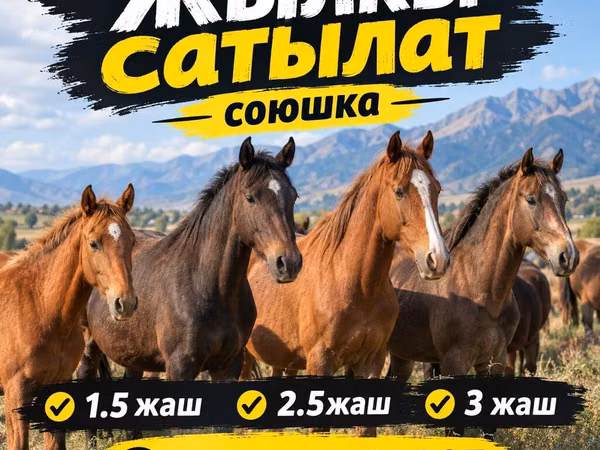 Horse (M), Horses — Kyrgyzstan