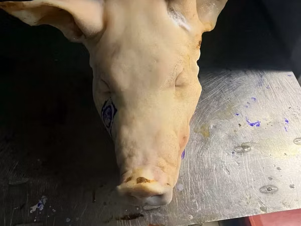 Головы свиные