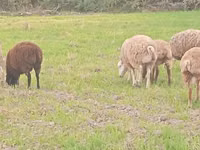 Ram, Sheep — photo 5