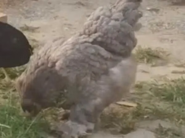سیلکی
