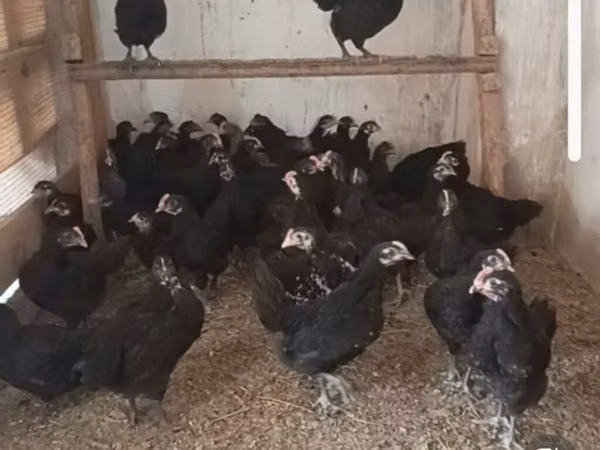 Chickens — Azerbejdżan