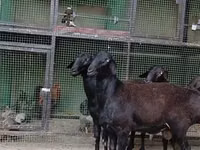 Sheep, Hissar sheep — photo 2
