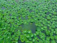 Apex Water Letuce, for Catfish , Pigs, Ducks, Ponds Abs Aquariums — 4. fotó