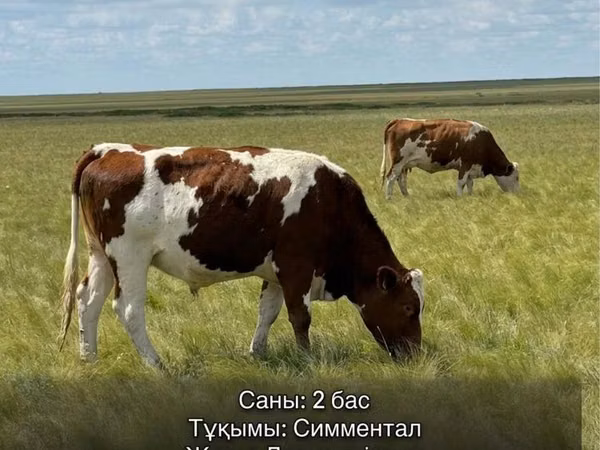Toro, Simmental cattle — Kazakistan