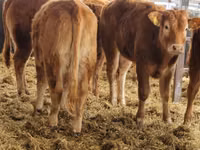 گاو و گوساله (گروه، جنسیت مشخص نشده), Simmental cattle — عکس 5