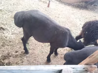 Juhok (tétel, nem megadva), Hissar sheep — 5. fotó