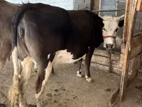 Cow, Alatau breed — photo 4