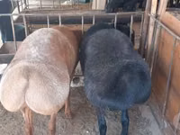Ram, Rhon sheep — photo 5