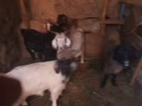 Goat, Goats — photo 3