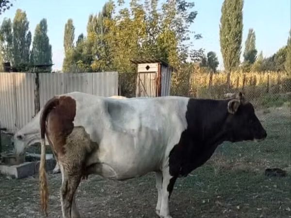 Cow, Cattle — Kyrgyzstan