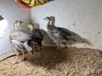 Guinea fowl — foto 3