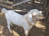 Billy Goat, Nubian Goat — photo 2