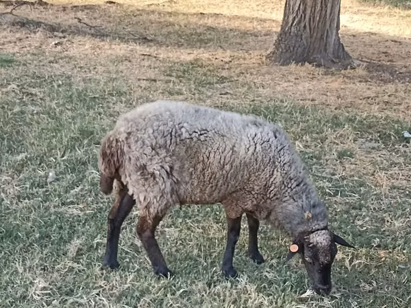 Sheep, Romanov sheep — Kyrgyzstan