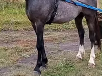 Horse (M), Orlov Trotter — photo 2