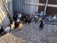 Chickens — sawirka 5