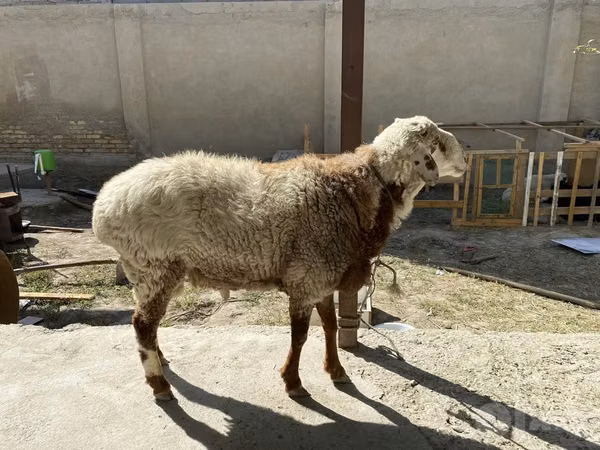 Ram, Sheep