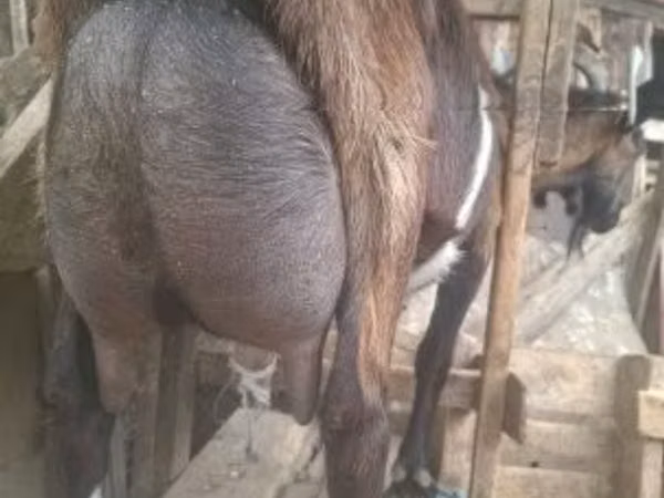 Billy Goat, Alpine goat