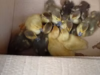Ducks — foto 1