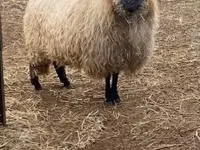 Får, White Suffolk sheep — foto 2