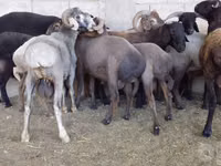 Kambing jantan, Sheep — foto 4