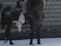 ፈረስ, Kazakh horse — ፎቶ 1