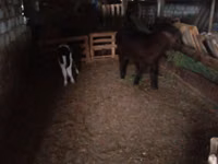 Bull, Cattle — photo 4
