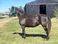 Mare, Black Sea breed — photo 7