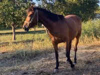 Mare, Horses — photo 2