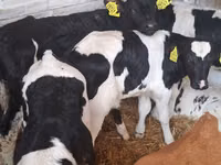 Boğa, Russian Black pied cattle — foto 2