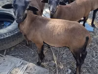 قوچ, Cameroon sheep — عکس 1
