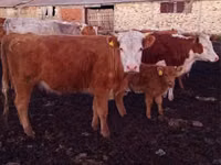सांड, Simmental cattle — फ़ोटो 1