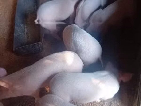አሳማዎች (ቡድን፣ ጾታ አልተጠቀሰም), 