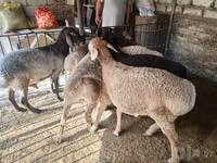 Ram, Rhon sheep — photo 4
